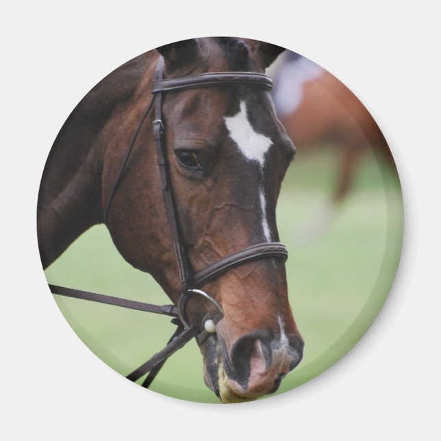 Cute Arabian Horse Magnet (Front)