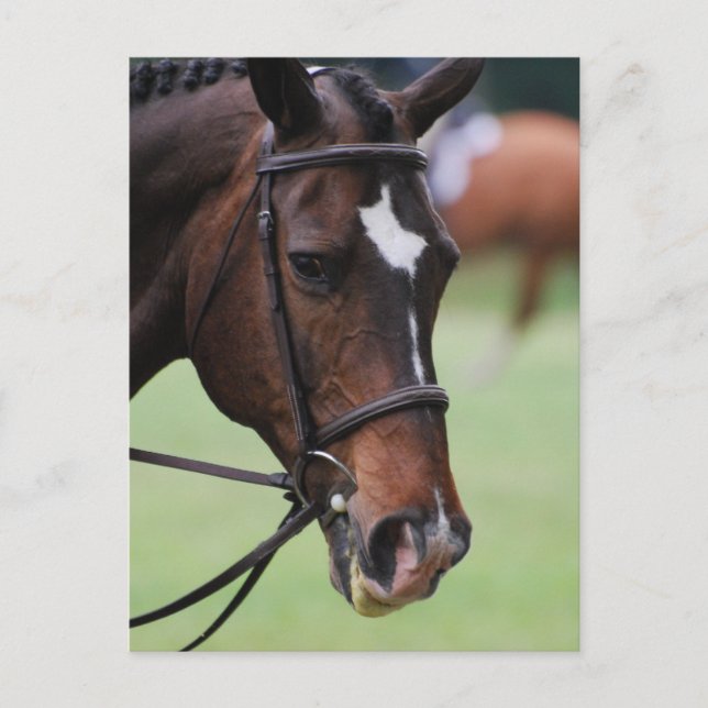Cute Arabian Horse Postcards (Front)