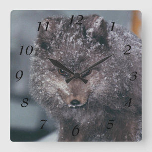 Cute Arctic Blue Phase Winter Fox Photo Designed Square Wall Clock