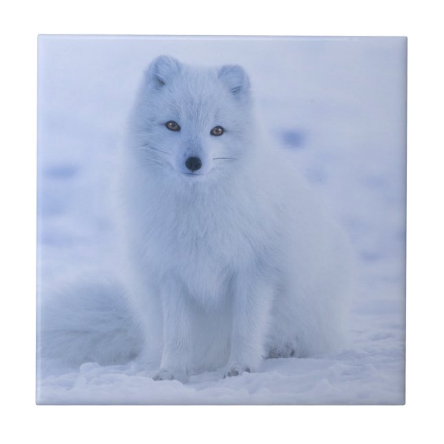 Cute Arctic Fox on Snowy Winter Background Ceramic Tile (Front)