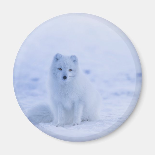 Cute Arctic Fox on Snowy Winter Background Magnet (Front)