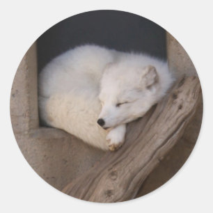 Cute Arctic Fox Sleeping Classic Round Sticker