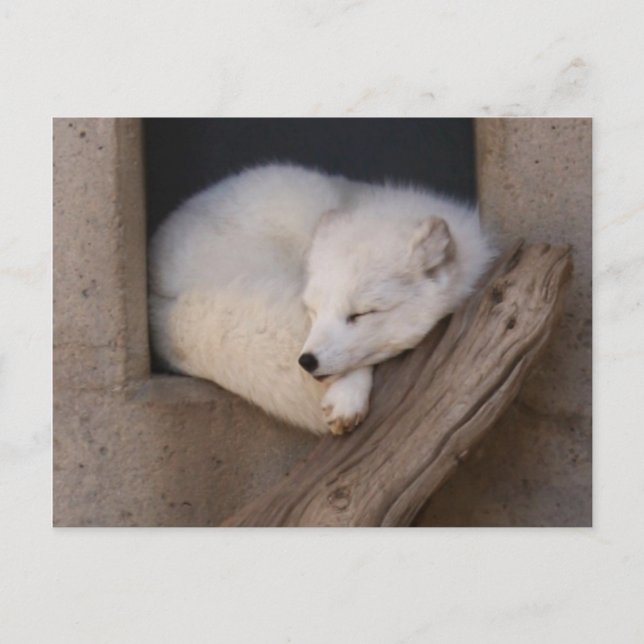 Cute Arctic Fox Sleeping Postcard (Front)