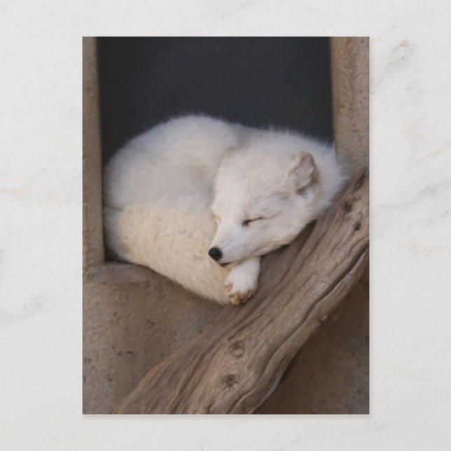 Cute Arctic Fox Sleeping Postcard (Front)
