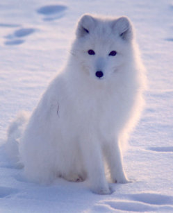 Cute Arctic Fox Gifts On Zazzle Au