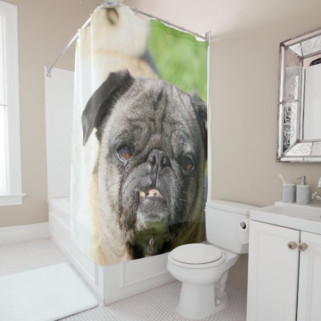 Cute as a Pug Shower Curtain (In Situ)