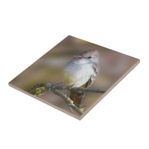 Cute Ash-Throated Flycatcher Songbird on Branch Ceramic Tile