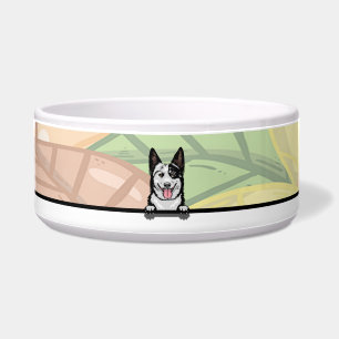 Cute Aussie Cattle dog, food or drink