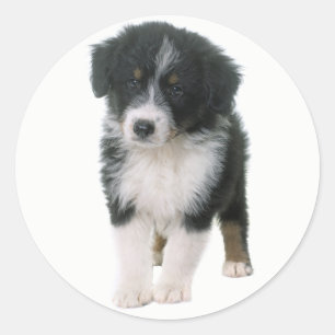 Cute Aussie Puppy Dog Lover Australian Shepherd Classic Round Sticker