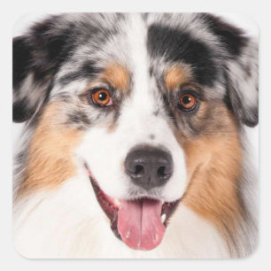 Cute Aussie Puppy Dog Lover Australian Shepherd Square Sticker