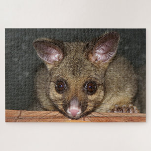 Cute Australian possum Jigsaw Puzzle