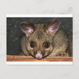 Cute Australian possum Postcard