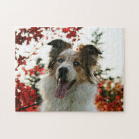 Cute Australian Shepherd Dog Portrait