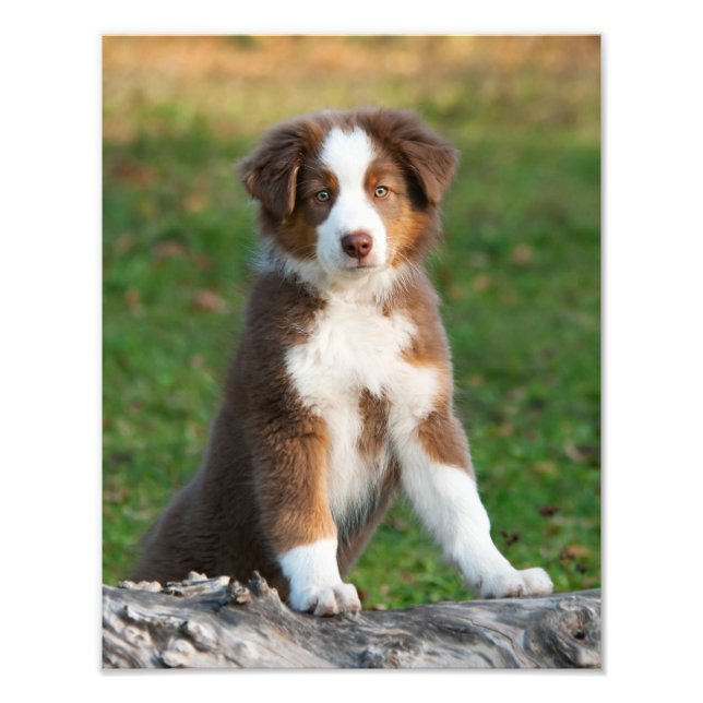 Cute Australian Shepherd Dog Puppy Pet  Paperprint Photo Print (Front)