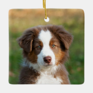 Cute Australian Shepherd Dog Puppy Photo porcelain Ceramic Ornament