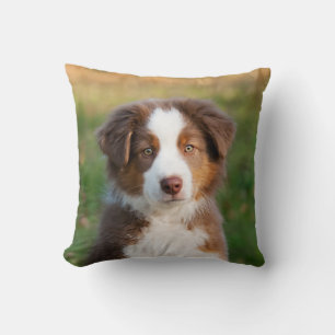 Cute Australian Shepherd Dog Puppy Photo Portrait Cushion