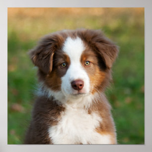 Cute Australian Shepherd puppy Poster