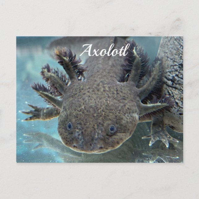 Cute axolotl postcard (Front)