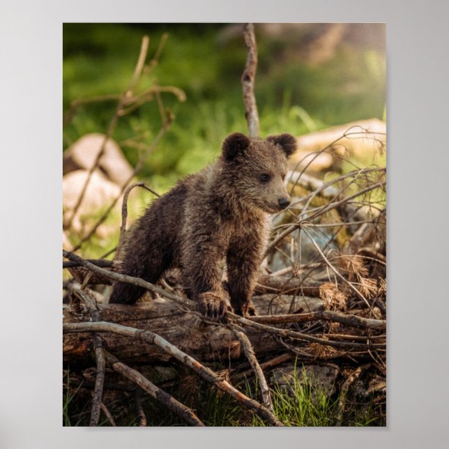 Cute Baby Bear in Woods Poster (Front)