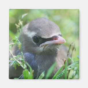 Cute Baby Bird Nature Magnet