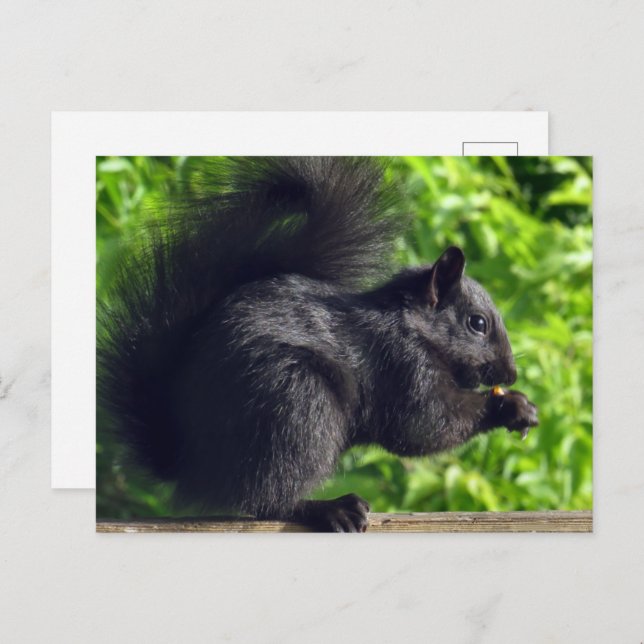 Cute Baby Black Squirrel Eating Seeds Nature Postcard (Front/Back)