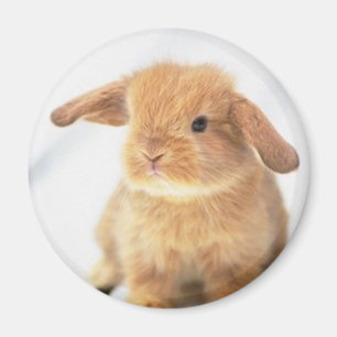 Cute Baby Bunny Happy Easter Design Magnet