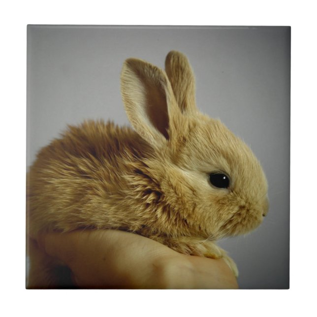 Cute Baby Bunny in Hand Ceramic Tile (Front)