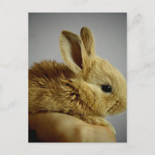 Cute Baby Bunny in Hand Postcard