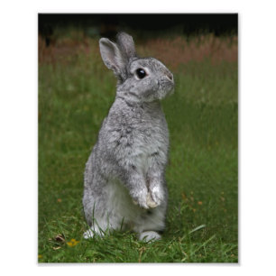 Cute Baby Bunny Print