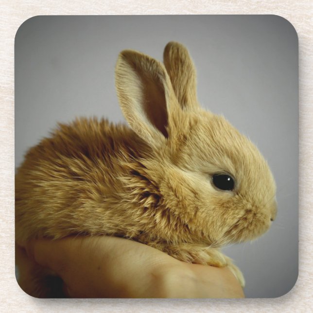 Cute Baby Bunny Rabbit in Hand Coaster (Front)