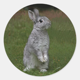 Cute Baby Bunny Sticker
