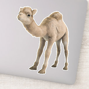 Cute Baby Camel