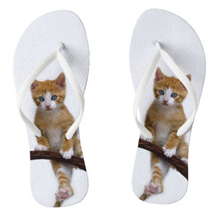 Cute Baby Cat Kitten Funny Gym Photo on - Thongs