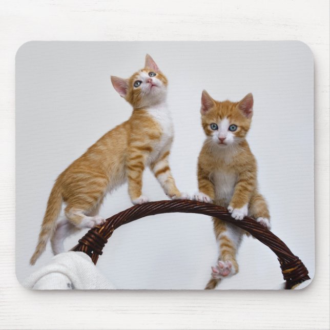 Cute Baby Cats Kittens Funny Gym Photo Mouse Pad (Front)