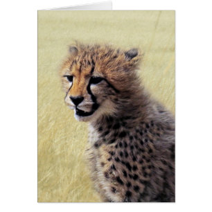 Cute baby Cheetah Cub