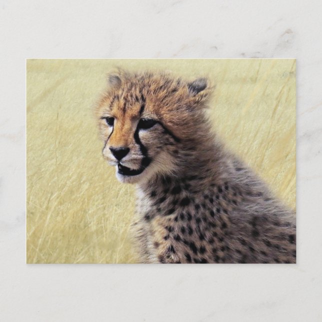 Cute baby Cheetah Cub Postcard (Front)