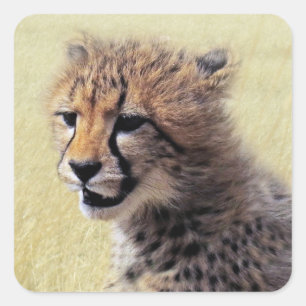 Cute baby Cheetah Cub Square Sticker