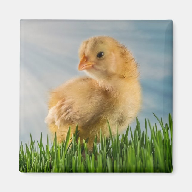 Cute Baby Chick in Grass with Sunbeam Photo Magnet (Front)