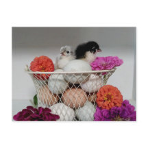 Cute Baby Chickens Postcard