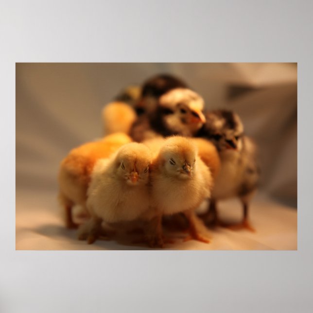 Cute Baby Chicks Poster (Front)