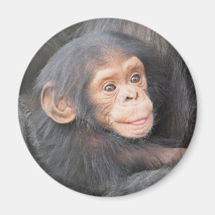 Cute Baby Chimpanzee Photo Magnet