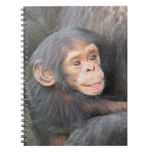 Cute Baby Chimpanzee Photo Notebook