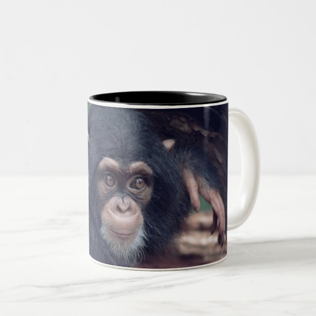 cute baby Chimpanzee Two-Tone Coffee Mug (Front Right)
