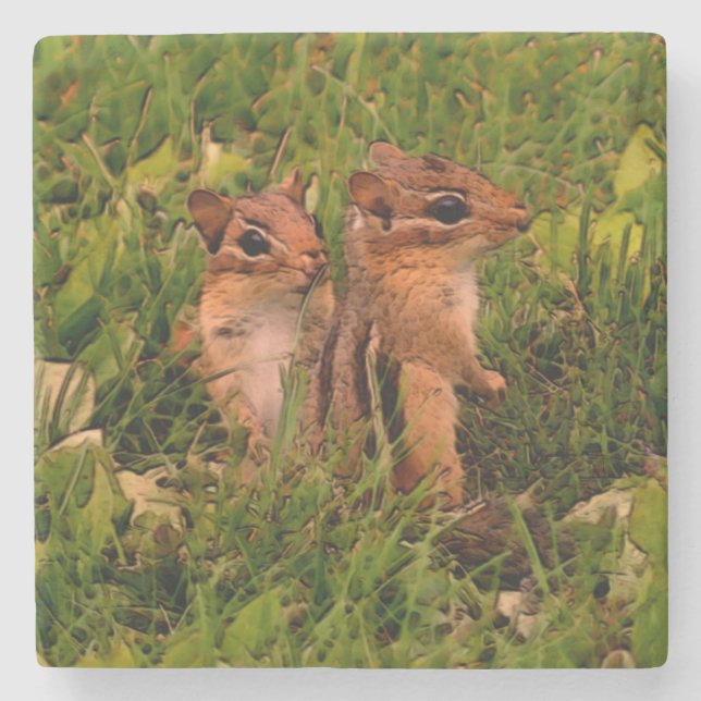 Cute Baby Chipmunks Animal Art Stone Coaster (Front)