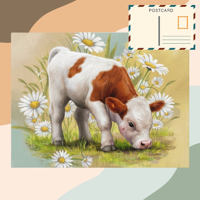 Cute Baby Cow in a field of Daisies Flowers Postcard (Creator Uploaded)