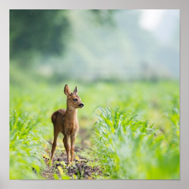 Cute Baby Deer Fawn in Grass Nature Photography Poster (Front)