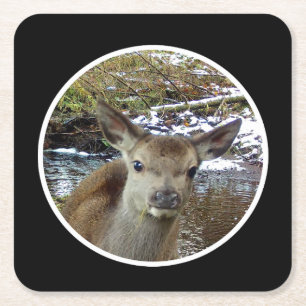 Cute Baby Deer Poses for the Camera Coaster