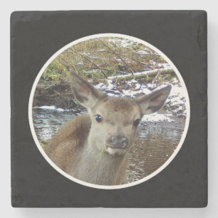 Cute Baby Deer Poses for the Camera Stone Coaster