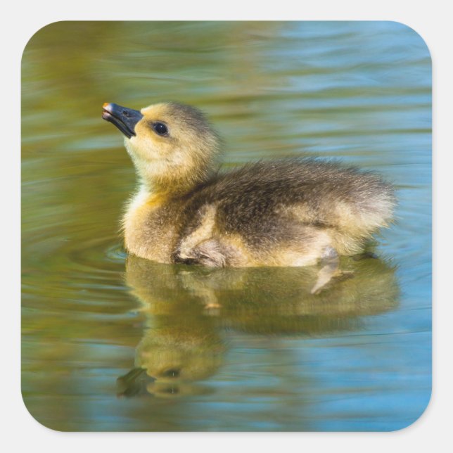 Cute baby duckling reflection in water photo square sticker (Front)