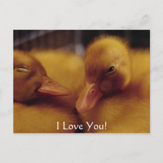 Cute baby ducks holiday postcard
